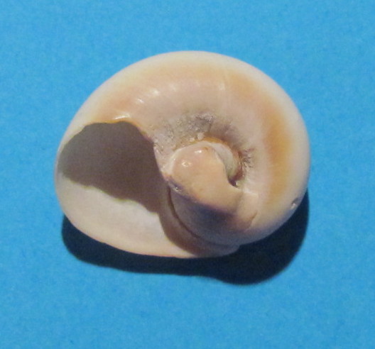 Neverita josephinia ?